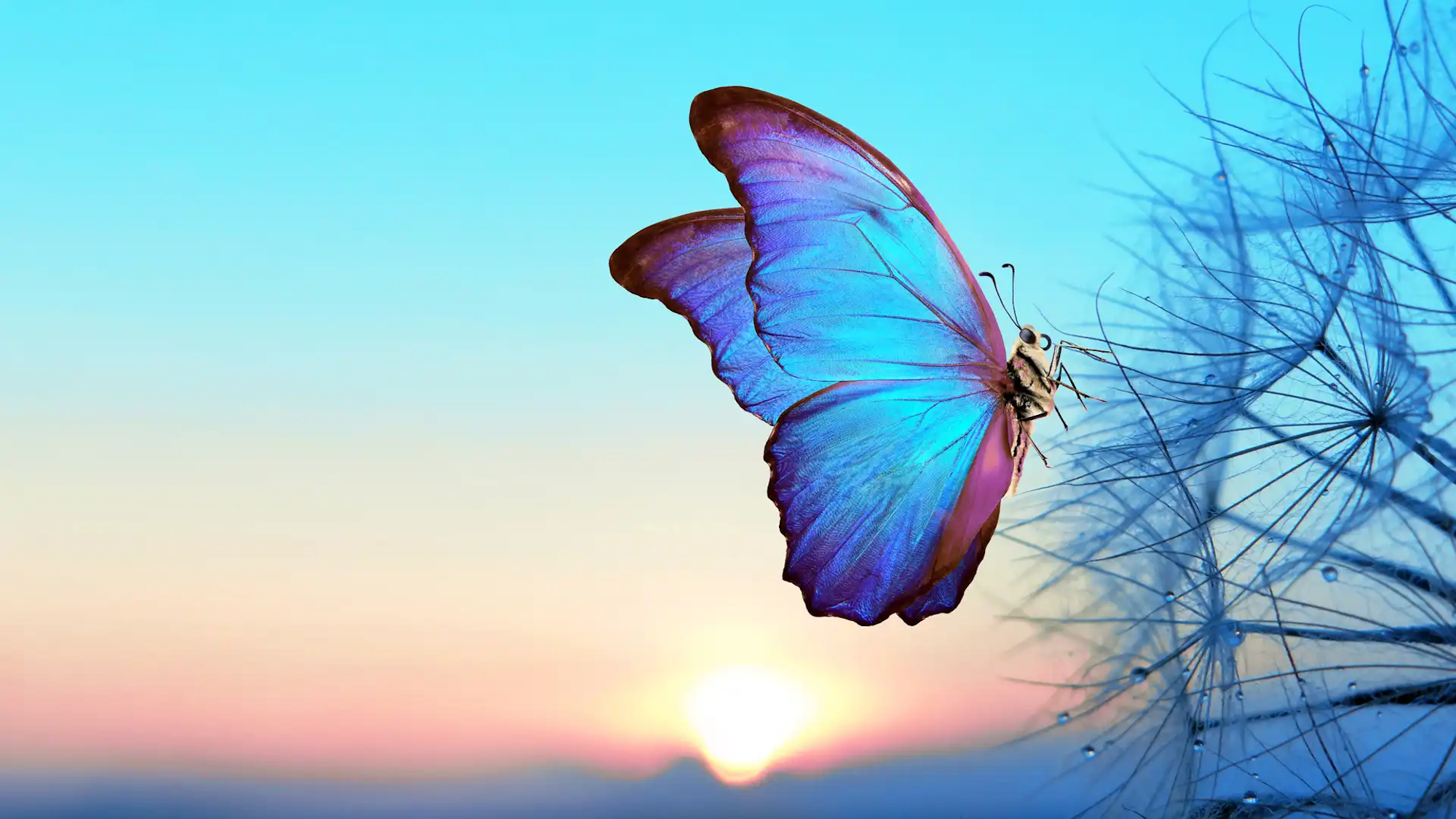 Butterfly on cold landscape representing the idea of change and digital transformation