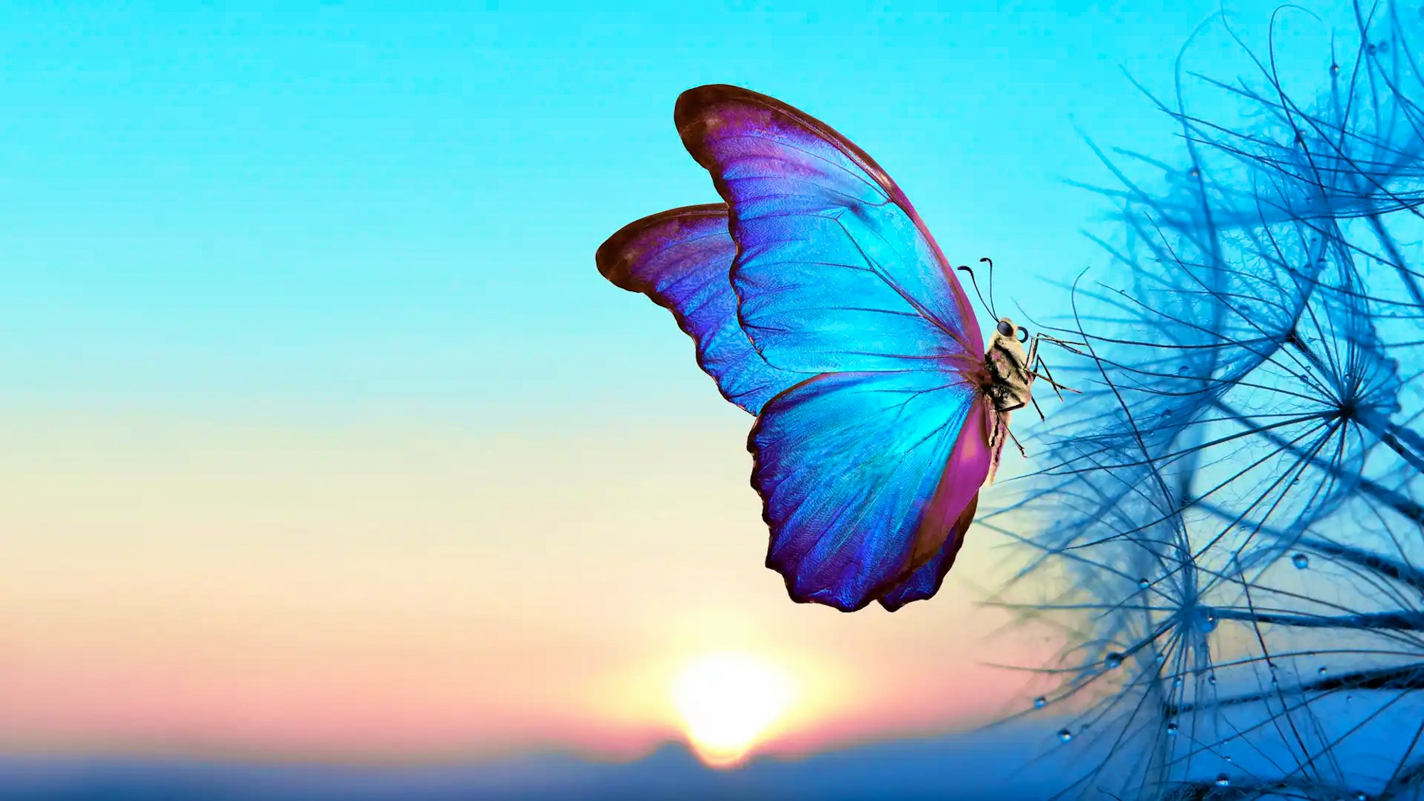 Butterfly on cold landscape representing the idea of change and digital transformation